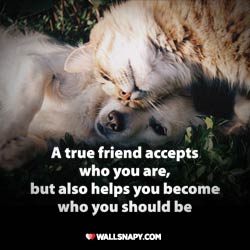 top-friends-quotes-dp-image-for-whatsapp