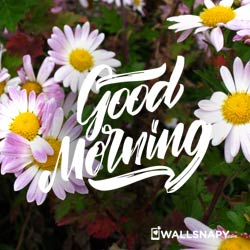 whatsapp-good-morning-images-hd