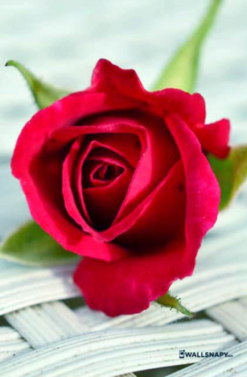Red Rose Wallpaper Hd Mobile Wallsnapy - Rose Flower Hd Wallpaper For Android Mobile